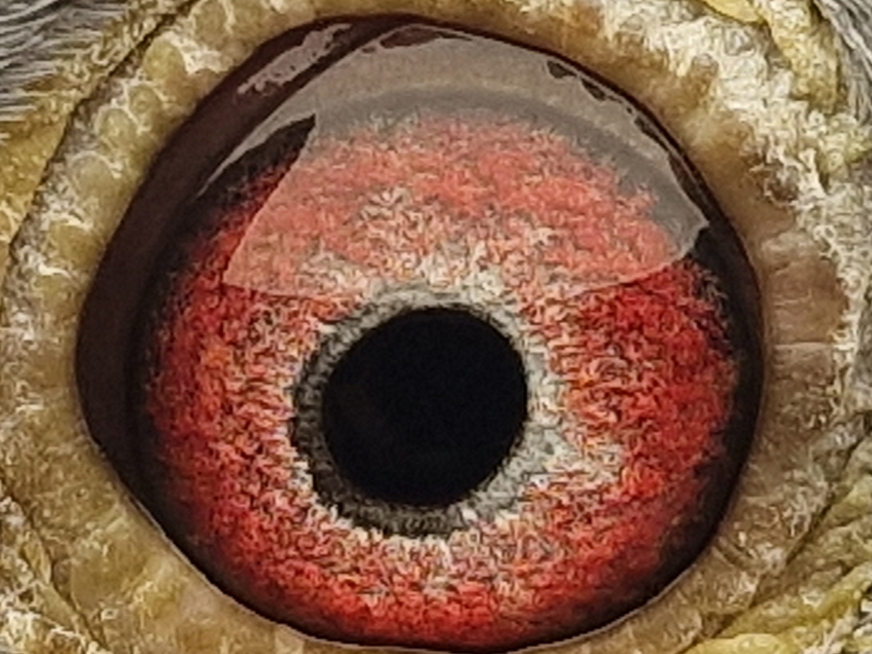 Pigeon eye